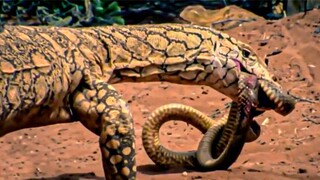 This Snake Killer Is So Terrifying Even King Cobra is Afraid Of it.