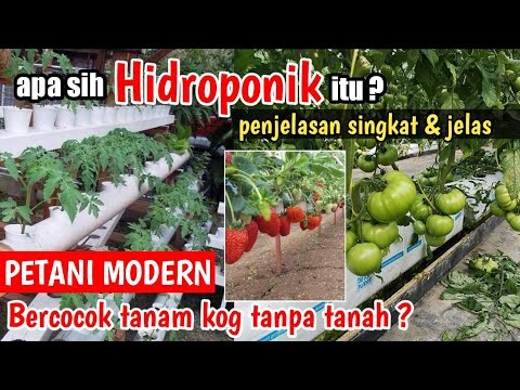 Bercocok tanam tanpa tanah | Sistem Hidroponik