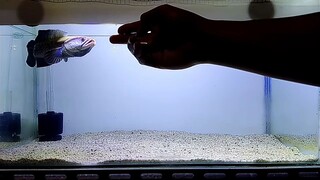 Amazing Fish