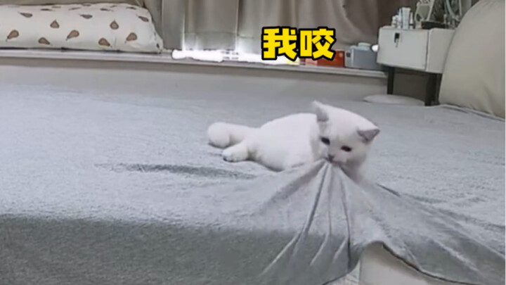 Mẹ mèo: Thật may quá, suýt nữa thì không còn nhà để về!