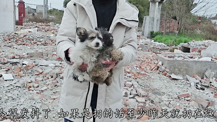Rescued two fluffy little puppies from demolition rubble—they were shivering uncontrollably in the f