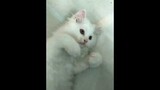 2-7 months kitten video compilation