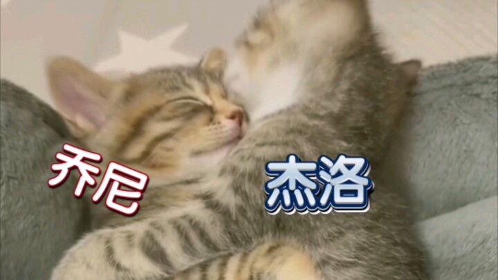JOJO's various herbal meal replacements (Josie/Anna Xu/Zhanlu/Chenghua/Abubo/Rongmi/Chabu/Jodi/Tiepa
