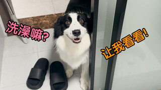 What should you do if your Border Collie likes to sneak peeks at you while you're taking a bath?