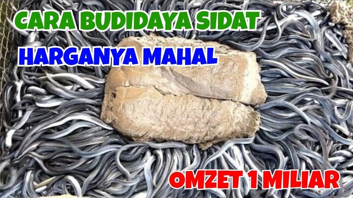 CARA BUDIDAYA SIDAT, PRIA ASAL BOGOR RAIH OMSET HINGGA 1 MILIAR