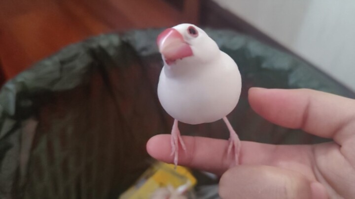 Voice-Controlled Pooping Bird