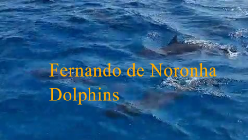 Golfinhos ilhas secundarias de Fernando de Noronha