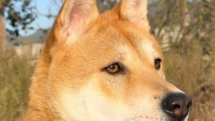 Why Are People in Beijing, Shanghai, and Guangzhou Lining Up to Adopt Local Dogs from Guangxi?