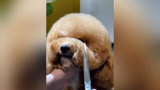 Bé hơi bị ngại máy quáy  thucung xuhuong toypoodle