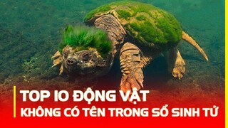 Phát Hiện 10 Loài Vật Sống Thọ Nhất Từ 1000 Năm Đến Bất Tử