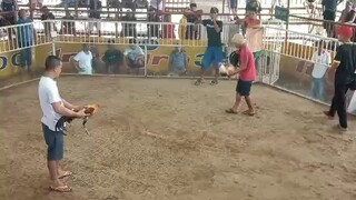 2x win grey Ang pogi Ng kalaban