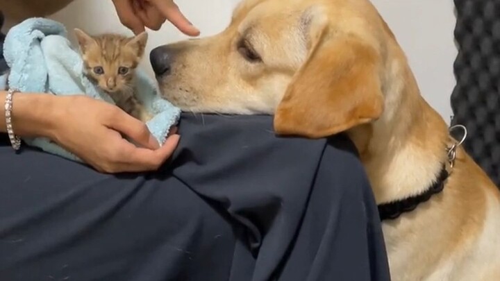 Người nói: Có đồ ăn vặt rồi, cùng nhau ăn đi. Chú chó nghe thấy: Gì cơ, có thể coi mình làm đồ ăn vặ