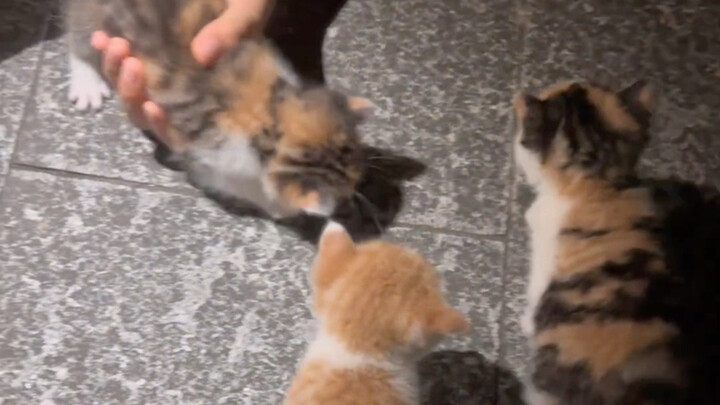 Ya ampun, lucu sekali, semuanya kucing tiga warna