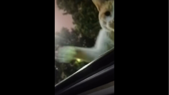 Cat: Who? Huh? Who is it? Eh?! I'll get 'em!