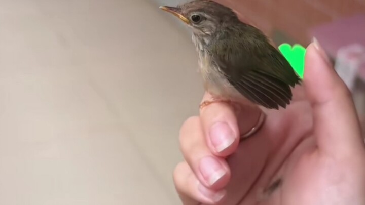 Haki điểu nhìn tôi giả vờ bỏ đường để chơi khăm anh ấy một vố