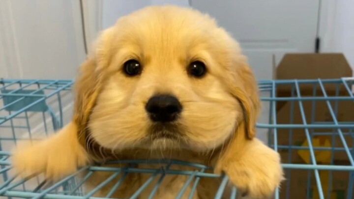 The little golden retriever is so cute!!!