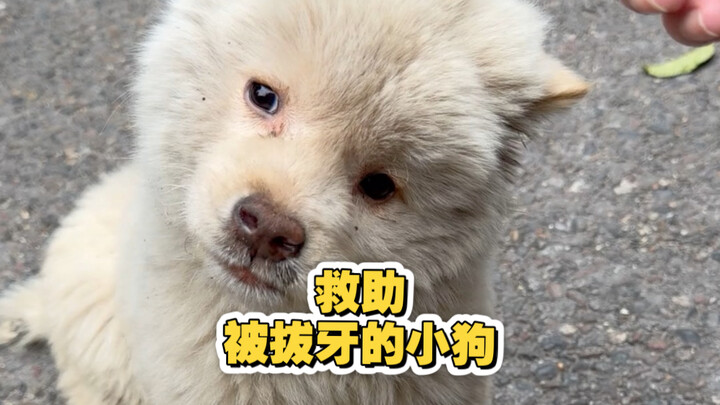 Anak anjing kehilangan induknya dan gigi taringnya pun dipotong; ia memasang ekspresi paling garang 