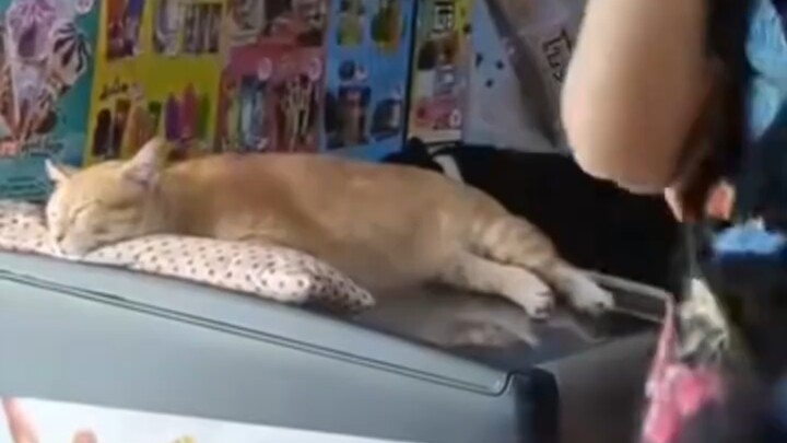 Pelanggan datang ke toko untuk membeli es loli, sang pemilik dengan hati-hati menggendong kucing yan