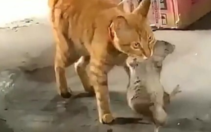 ดีนะที่ลงมือเร็ว ไม่งั้นเลี้ยงจนอ้วนแล้วคงสู้ไม่ได้!