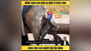 Chữa bệnh cho con ngựa TVSHOWHAY nntreview2 mereviewphim reviewphimhay