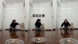 和狗狗的欢乐比赛🤣