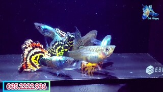 TIẾP TỤC XẢ MUA 1 TẶNG 1 CÁC DÒNG GUPPY TUYỂN GIỐNG ĐẸP | 035 2222 936