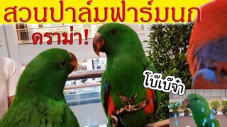 PET PLANET MINI 2019 : สวนปาล์มฟาร์มนก  EP.22