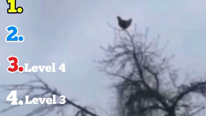 Ranking FUNNIEST Chicken Screams 😂🐔 | Which Level Wins? 🏆