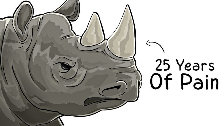 Why it Sucks To Be Born As a White Rhinoceros - 1080