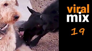 Goats dogs couples problem weird dances kids and more FUNNY & CUTE VIDEOS - viral mix 19