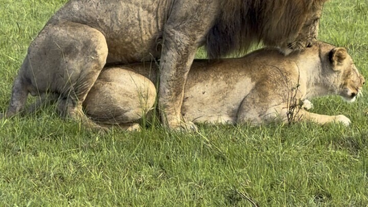 狮王与雌狮的草原时刻｜Masai Mara, Kenya 🦁🔥 The Roar of the Wild