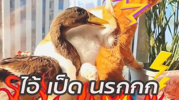 สัตว์ตลก แมวผู้น่าสงสาร กับ เป็ดนรก l Smile Animal Funny Pet cat & duck