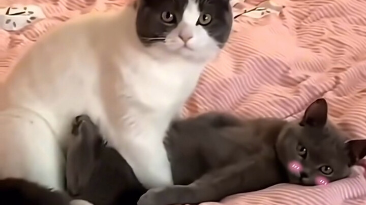 Weird and Adorable Little Animals