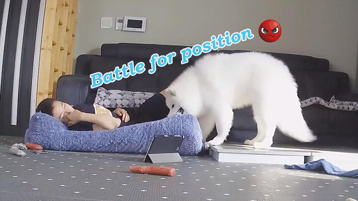 Puppy’s Reaction After Its Bed Was Occupied by Its Keeper