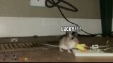 Rat-chan almost die