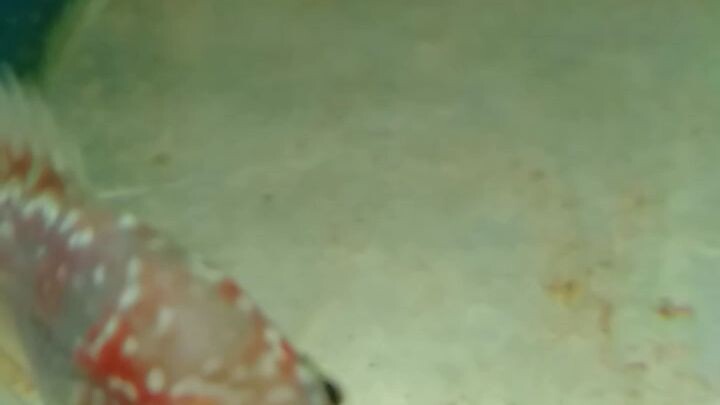 Goodqualityflowerhornnakakatanggalstressmagandanglibangan