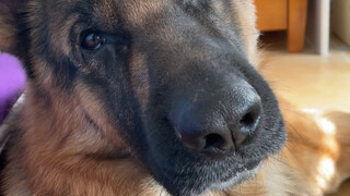 Hari pertama Polisi Anjing diadopsi kembali, dengan penasaran memperhatikan pemilik barunya