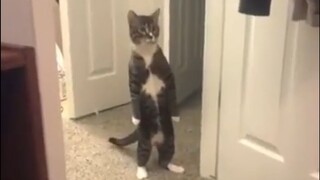 [Animals]When cats acting like human beings...