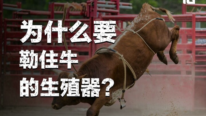 Mengapa Alat Kelamin Sapi Harus Dikekang?