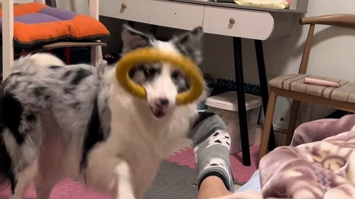 Có phải tất cả chó Border Collie đều như vậy không?