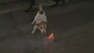 狗子：cnm，燃起来了！