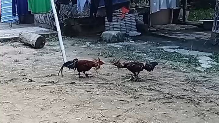 parihung 1x winner