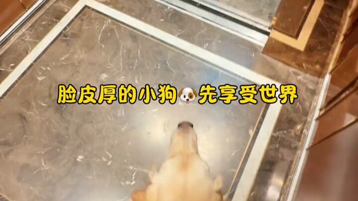 Tôi liếm mặt chó một cái, còn bạn thì liếm mặt chó ăn luôn 🐶