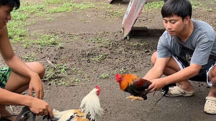 Unang sayaw ng mga chikiting 🐓
