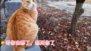 给猫戴上摄像头，发现猫咪间也会拉帮结派的笑死了