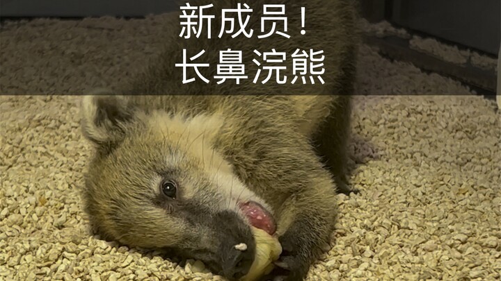 有那么一种浣熊看起来就跟牧羊犬有点亲戚….