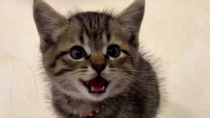 From afar, it’s a chubby cat; up close, it’s a big, fat cat. That chubby cat is really big—truly a b
