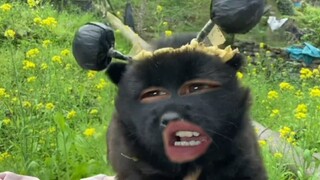 我像个黑熊精