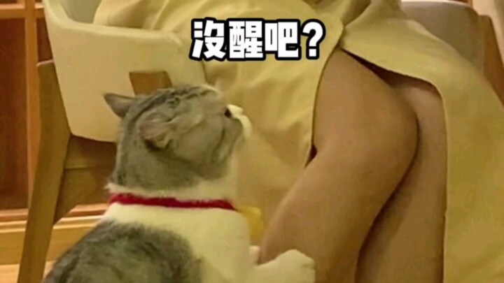 Apa kucing-kucing kecil memang sembarangan begitu?