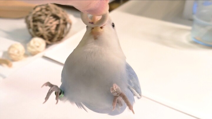Open the treasure chest 🥳 There are bird coins 😍 Open it again ☺️ Why is it empty 😧 Why is it empty 